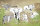Panorama Tapeten Wandbilder 4,24m x 2,80m