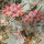 Dream Flowery A.S. Création Blumenoptik