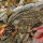 Dream Flowery A.S. Création Blumenoptik