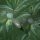 Jungle Chic Architects Paper Dschungeltapete