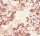 Strukturprofiltapete Belle Epoque Tapete Blumen romantisch