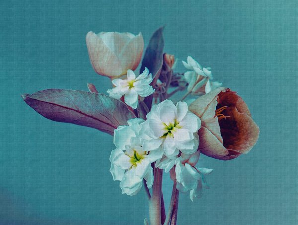 Fototapete Floral Blumen Blüte 2,8 x 3,71 M.