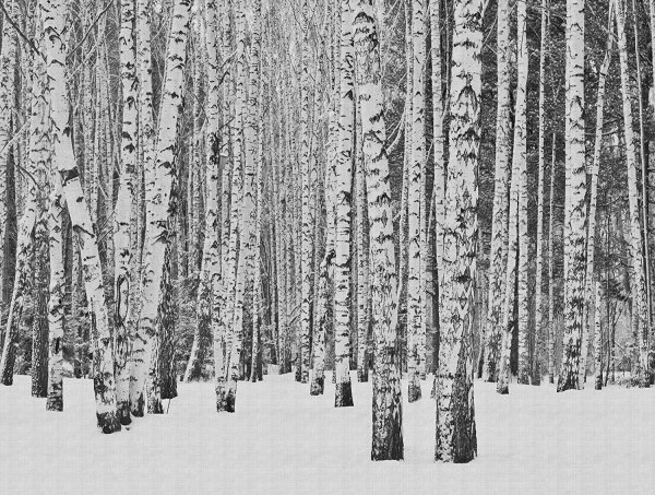 Fototapete Birkenwald weiß schwarz  2,8 x 3,71 M.