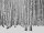 Fototapete Birkenwald weiß schwarz  2,8 x 3,71 M.
