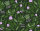 Tapeten Marimekko 06  KASVIO