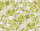 Tapeten Marimekko 06  KASVIO