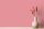 Wandfarbe The Color Kitchen Masterfully Macaron