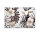 Leinwandbild Toucan2 Blumen 90cm x 60 cm