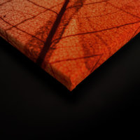 Leinwandbild LimpidLeaf1 Natur 90cm x 60 cm