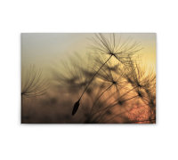 Leinwandbild FlyingDandelion2 Pusteblume 90cm x 60 cm