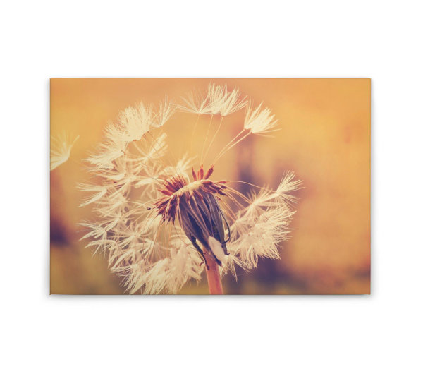 Leinwandbild Dandelion1 Pusteblume 90cm x 60 cm