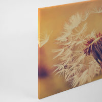 Leinwandbild Dandelion1 Pusteblume 90cm x 60 cm