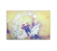 Leinwandbild Dandelion2 Pusteblume 90cm x 60 cm