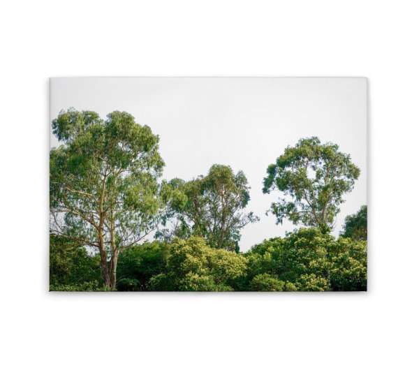 Leinwandbild Treetop Wald 90cm x 60 cm