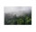 Leinwandbild FoggyFirTrees Wald 90cm x 60 cm