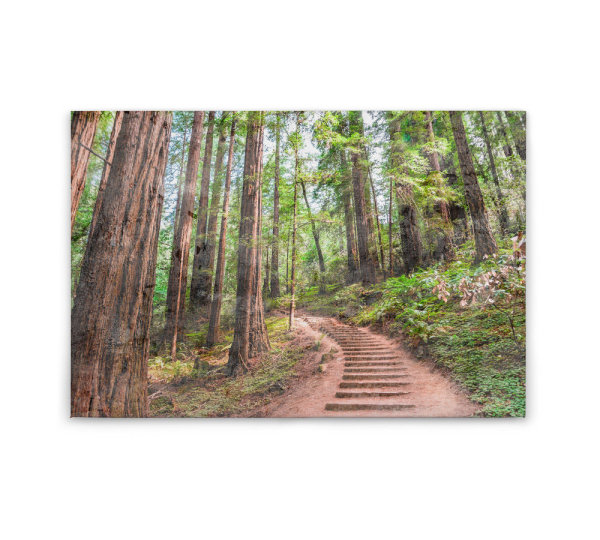 Leinwandbild ForestWalk1 Wald 90cm x 60 cm