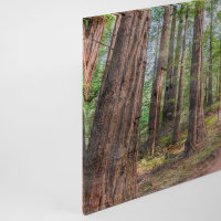 Leinwandbild ForestWalk1 Wald 90cm x 60 cm
