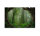 Leinwandbild TropicalForest Dschungel 90cm x 60 cm