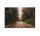 Leinwandbild RoadTrip Wald 90cm x 60 cm