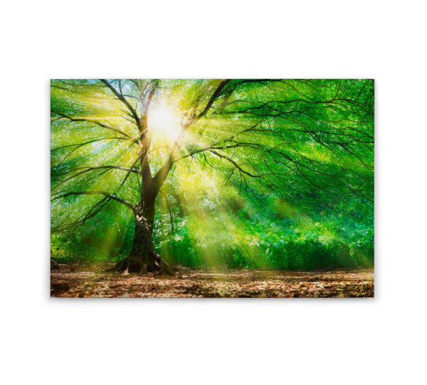 Leinwandbild ForestLight Wald 90cm x 60 cm