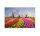Leinwandbild ZaanseSchans Landschaft 90cm x 60 cm