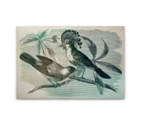 Leinwandbild vintagebirds1 Landhausstil 90cm x 60 cm