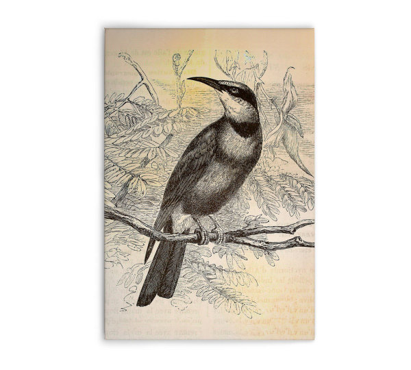 Leinwandbild vintagebirds2 Landhausstil 60cm x 90 cm