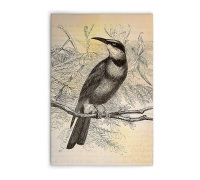 Leinwandbild vintagebirds2 Landhausstil 60cm x 90 cm