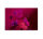 Leinwandbild bouquetvibrant2 Blumen 90cm x 60 cm