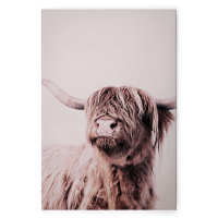 Leinwandbild HighlandCattl1 Tiere 120cm x 80 cm