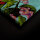 Leinwandbild tropicalPassi1 Blumen 120cm x 80 cm