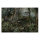 Leinwandbild jungle2 Dschungel 120cm x 80 cm