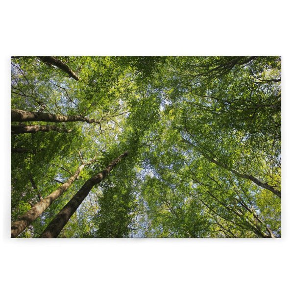 Leinwandbild Blätterdach Wald 120cm x 80 cm