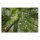 Leinwandbild Blätterdach Wald 120cm x 80 cm