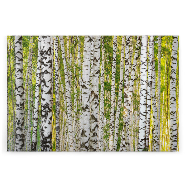 Leinwandbild BirchForest Wald 120cm x 80 cm