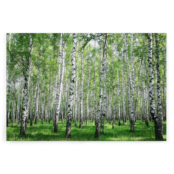 Leinwandbild Birkenwald Wald 90cm x 60 cm