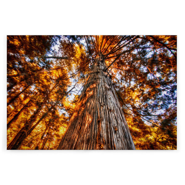 Leinwandbild GlühenderBaum Wald 90cm x 60 cm