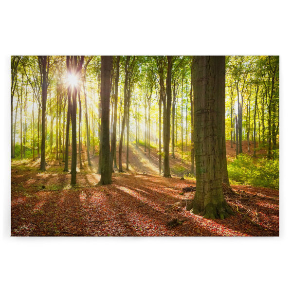 Leinwandbild SonneimWald Wald 120cm x 80 cm