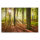 Leinwandbild SonneimWald Wald 120cm x 80 cm