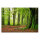 Leinwandbild Moosbäume Wald 90cm x 60 cm