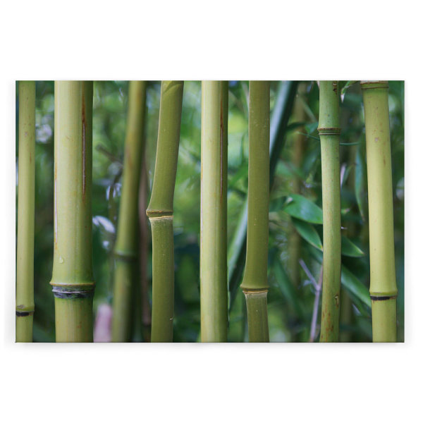 Leinwandbild Bambus Bambus 120cm x 80 cm