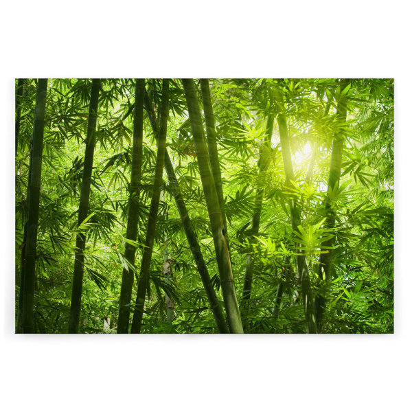 Leinwandbild Bambusnatur Bambus 120cm x 80 cm