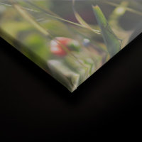 Leinwandbild Mohnblumen Blumen 90cm x 60 cm