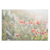 Leinwandbild Mohnblumen Blumen 120cm x 80 cm