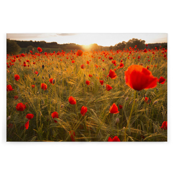 Leinwandbild Blumenfeldrot Blumen 120cm x 80 cm