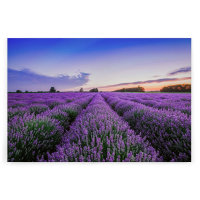 Leinwandbild Lavendelfeld Blumen 90cm x 60 cm