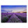 Leinwandbild Lavendelfeld Blumen 120cm x 80 cm