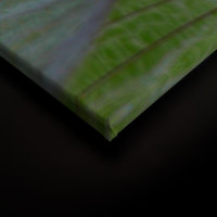 Leinwandbild Pusteblumen Natur 90cm x 60 cm