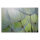 Leinwandbild Pusteblumen Natur 90cm x 60 cm