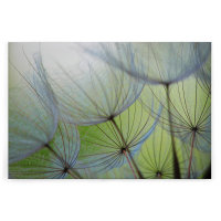 Leinwandbild Pusteblumen Natur 120cm x 80 cm